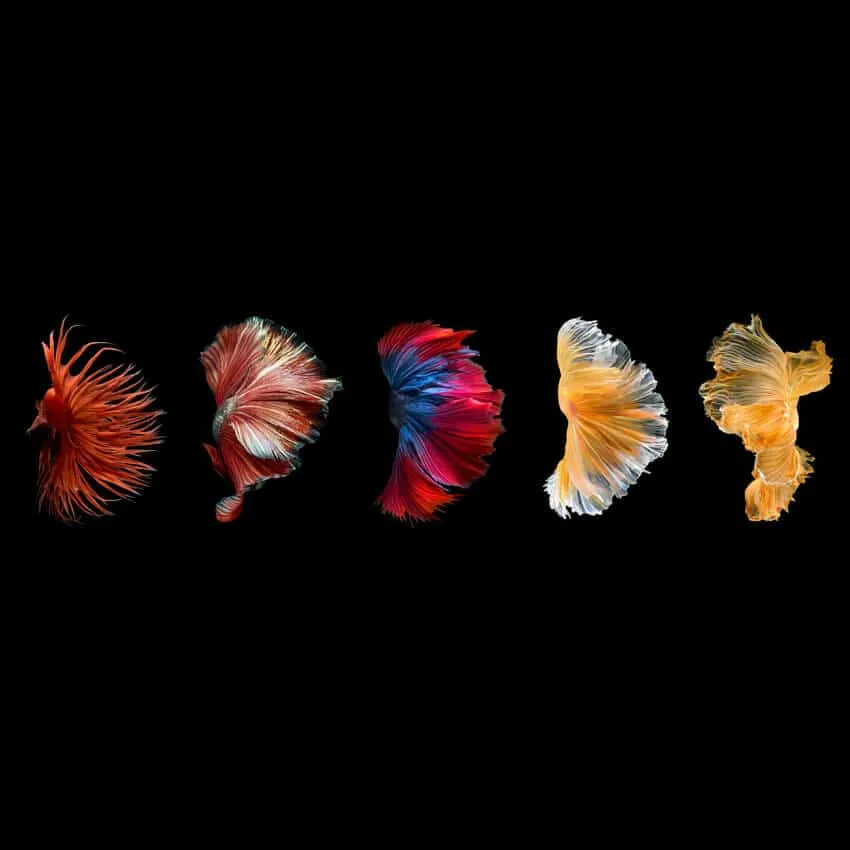 Take a Note From Pisces – Tap Into Your Creativity!