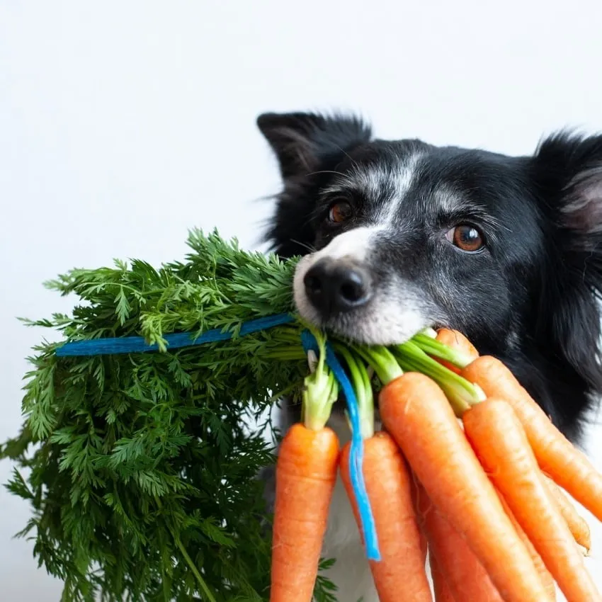 The Best Superfood for Your Chinese Zodiac Sign
